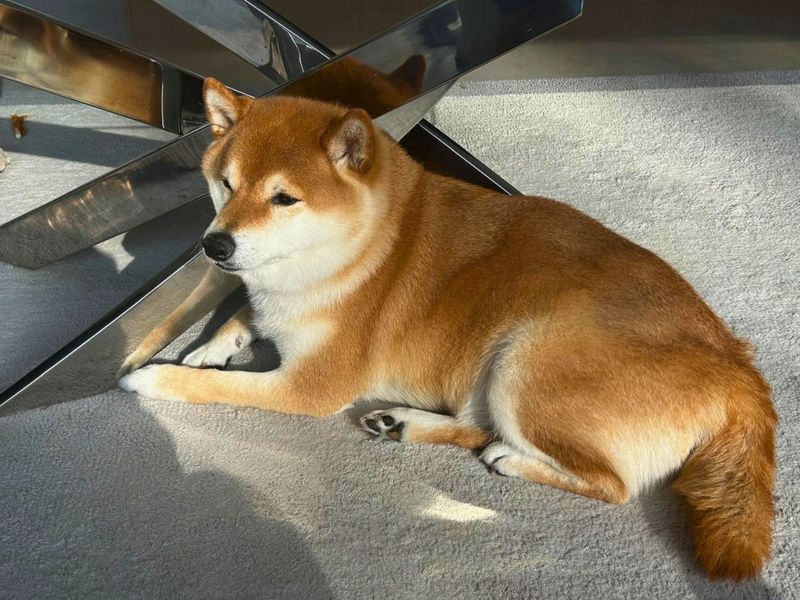 Tesla | Japanese Shiba Inu | Salisbury (Wiltshire) - 1