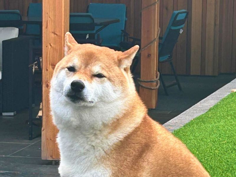 Tesla | Japanese Shiba Inu | Salisbury (Wiltshire) - 2