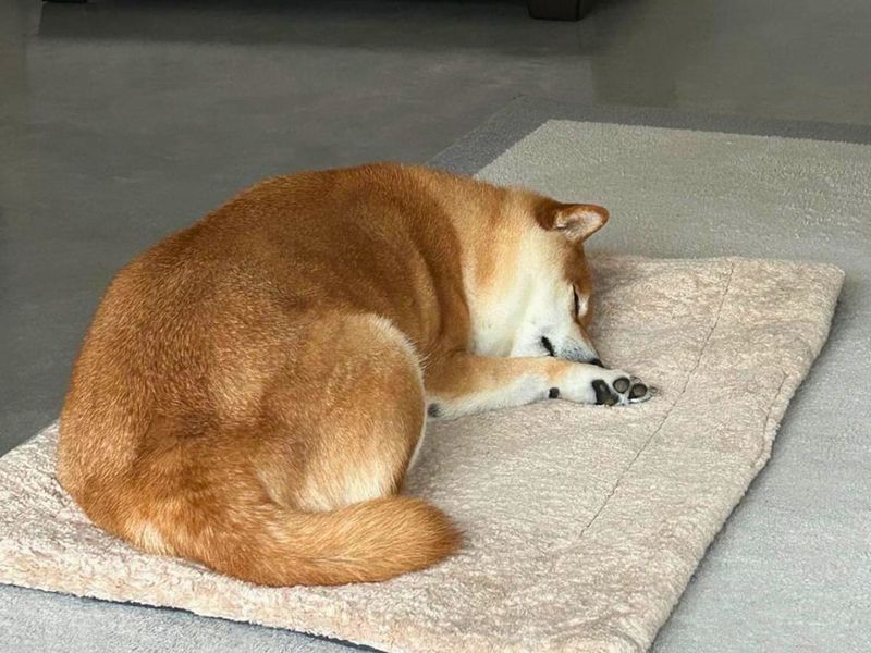 Tesla | Japanese Shiba Inu | Salisbury (Wiltshire) - 3