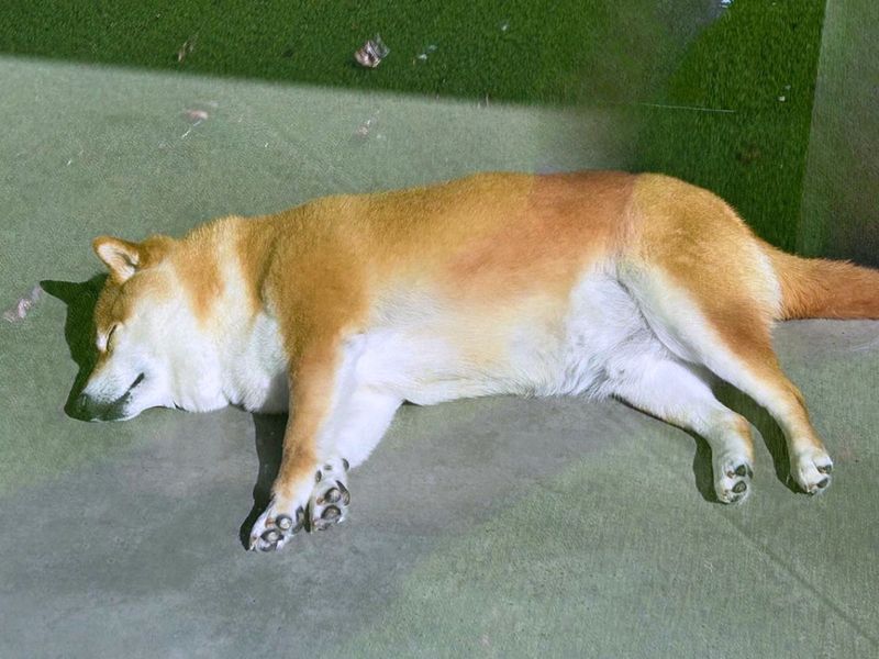 Tesla | Japanese Shiba Inu | Salisbury (Wiltshire) - 5