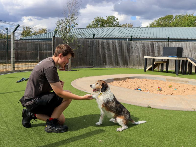 Merle | Crossbreed | Evesham (Worcestershire) - 4