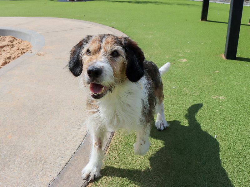 Merle | Crossbreed | Evesham (Worcestershire) - 5