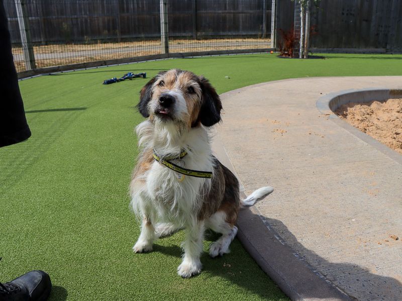 Merle | Crossbreed | Evesham (Worcestershire) - 7