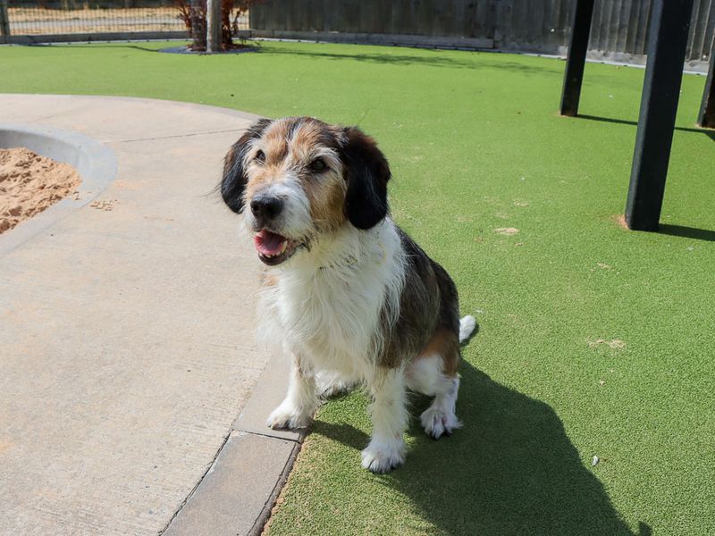 Merle | Crossbreed | Evesham (Worcestershire) - 10