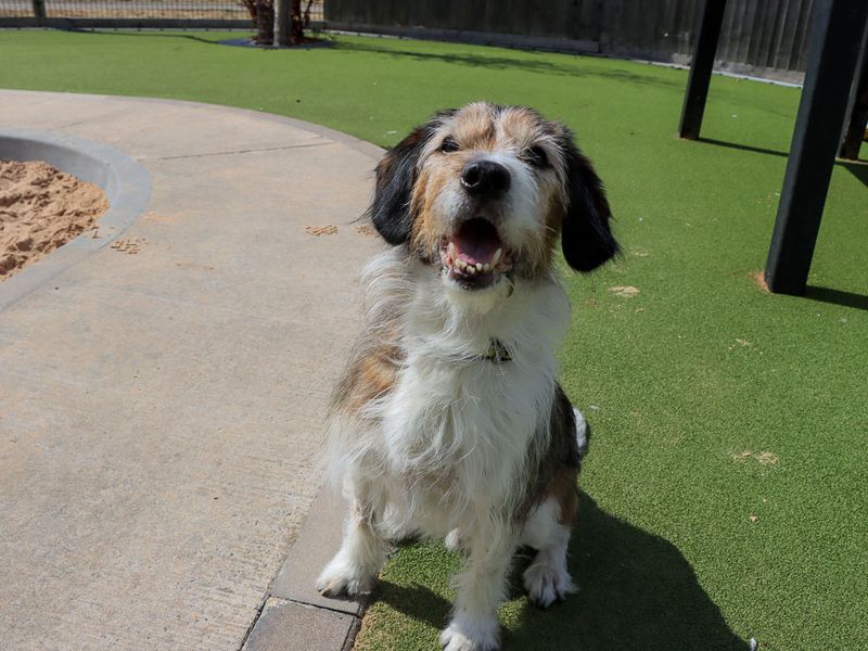 Merle | Crossbreed | Evesham (Worcestershire) - 8
