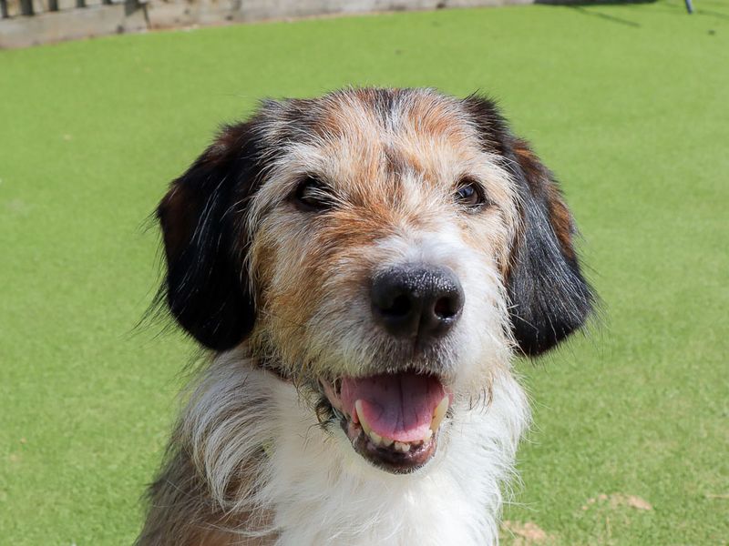Merle | Crossbreed | Evesham (Worcestershire) - 6