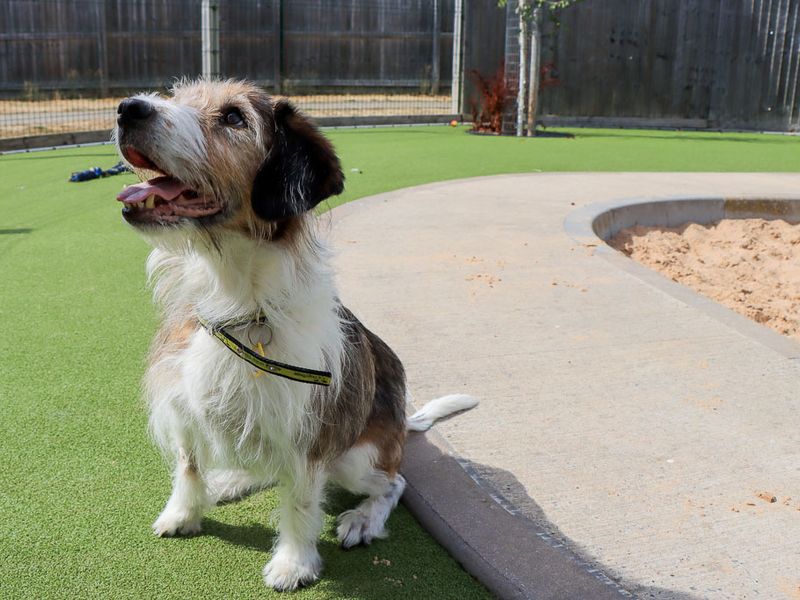 Merle | Crossbreed | Evesham (Worcestershire) - 2