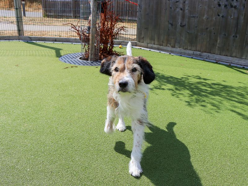 Merle | Crossbreed | Evesham (Worcestershire) - 1