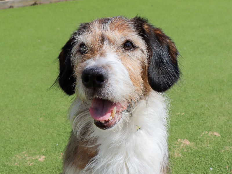 Merle | Crossbreed | Evesham (Worcestershire) - 3