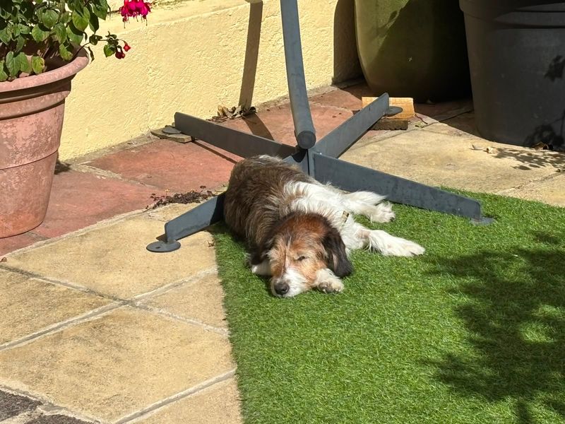 Merle | Crossbreed | Evesham (Worcestershire) - 9