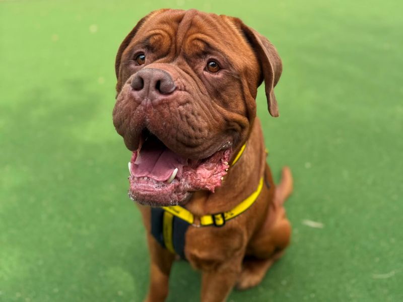 Dunkley | Dogue De Bordeaux | Shrewsbury (Shropshire) - 2