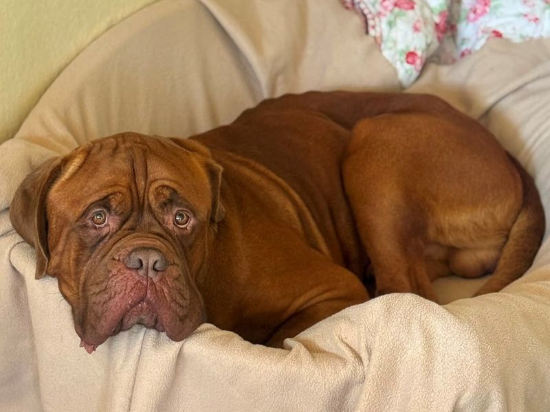 Dunkley | Dogue De Bordeaux | Shrewsbury (Shropshire) - 1