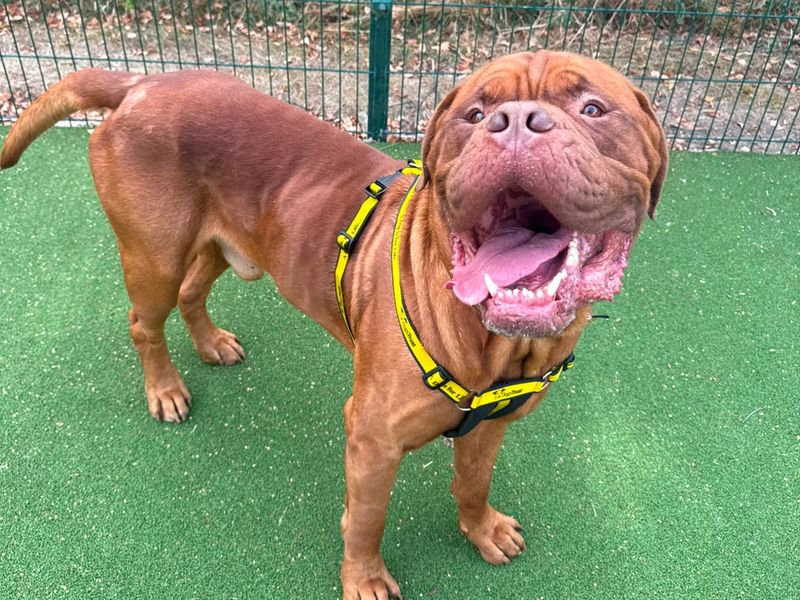 Dunkley | Dogue De Bordeaux | Shrewsbury (Shropshire) - 3