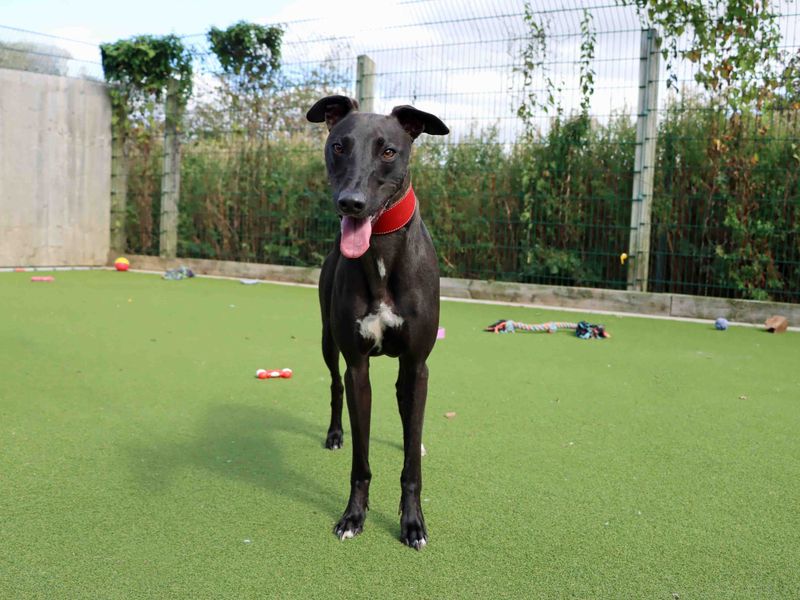 Oscar | Lurcher | Darlington - 1