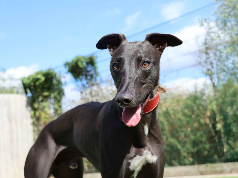 Oscar | Lurcher | Darlington - 3