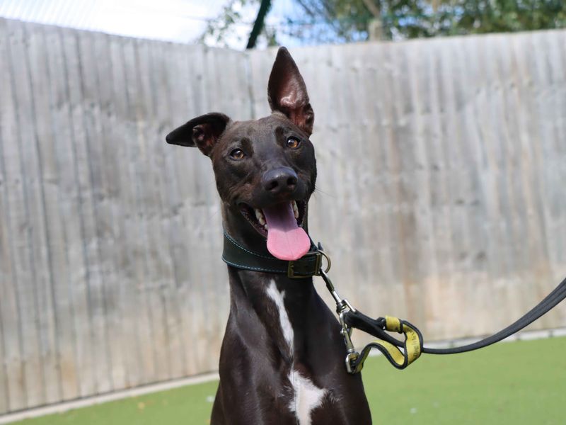 Oscar | Lurcher | Darlington - 2