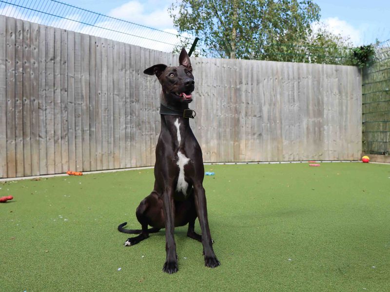 Oscar | Lurcher | Darlington - 4