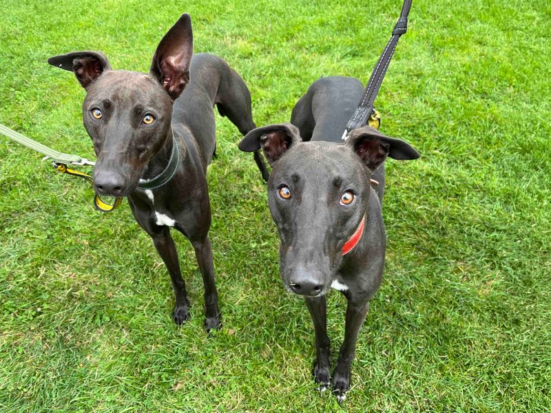 Oscar | Lurcher | Darlington - 5