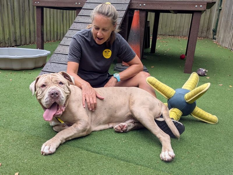 Kali | Mastiff Cross | Ilfracombe - 3