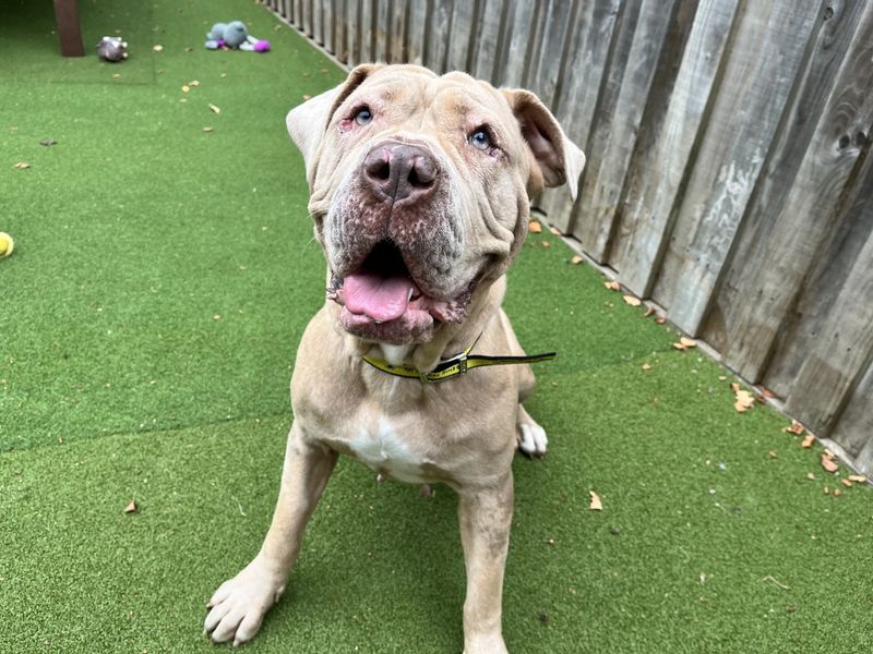Kali | Mastiff Cross | Ilfracombe - 1