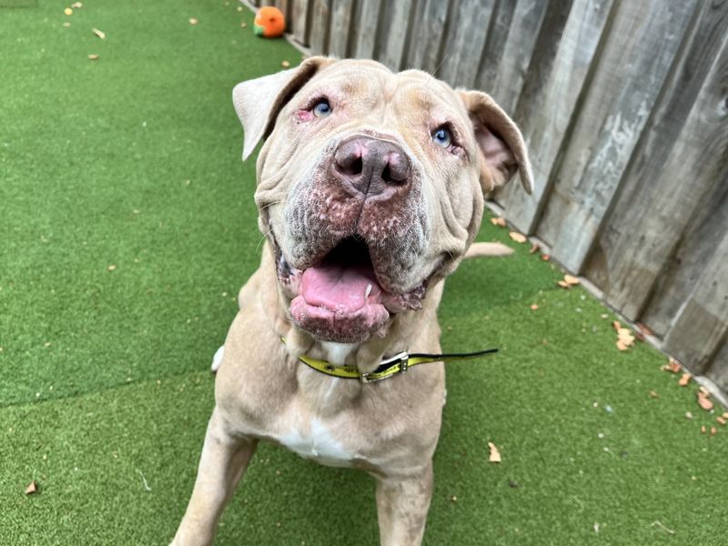 Kali | Mastiff Cross | Ilfracombe - 2