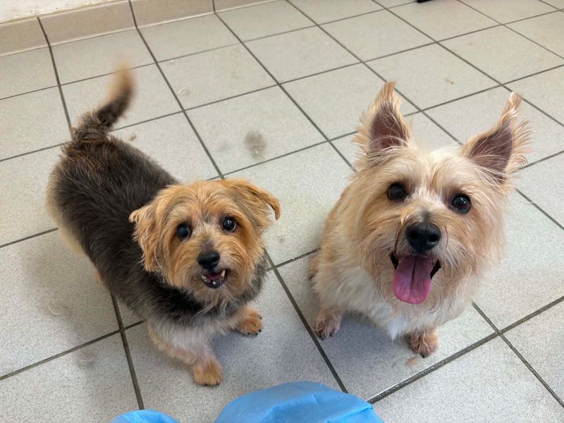 Albie | Terrier (Norfolk) | Kenilworth (West Midlands) - 3