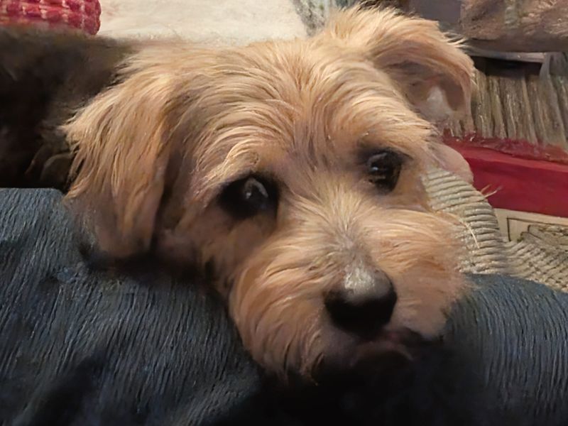 Albie | Terrier (Norfolk) | Kenilworth (West Midlands) - 2