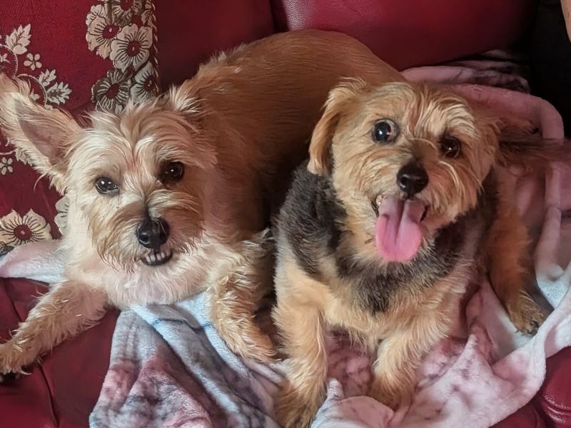 Albie | Terrier (Norfolk) | Kenilworth (West Midlands) - 1