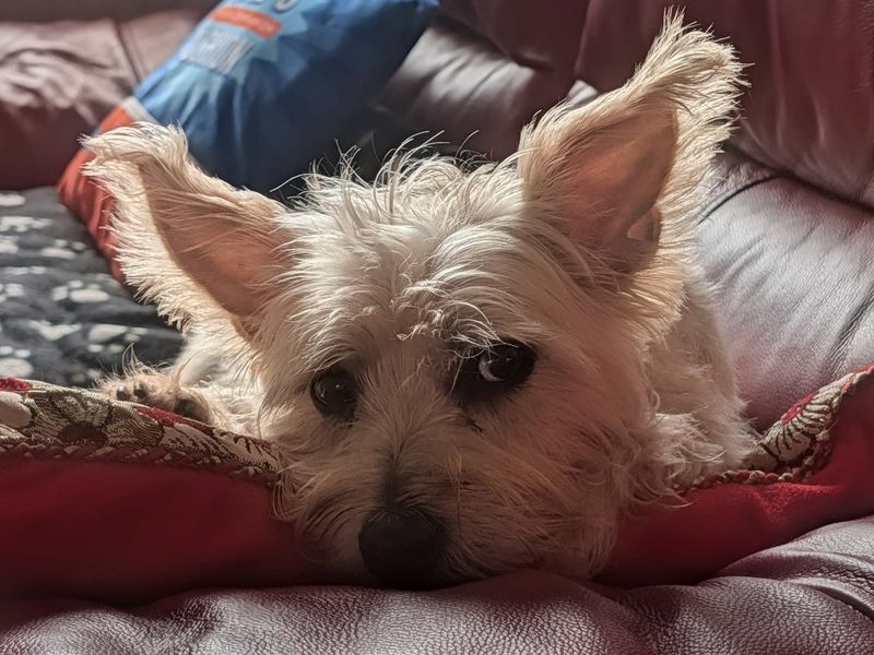 Buster | Terrier (Norfolk) | Kenilworth (West Midlands) - 3