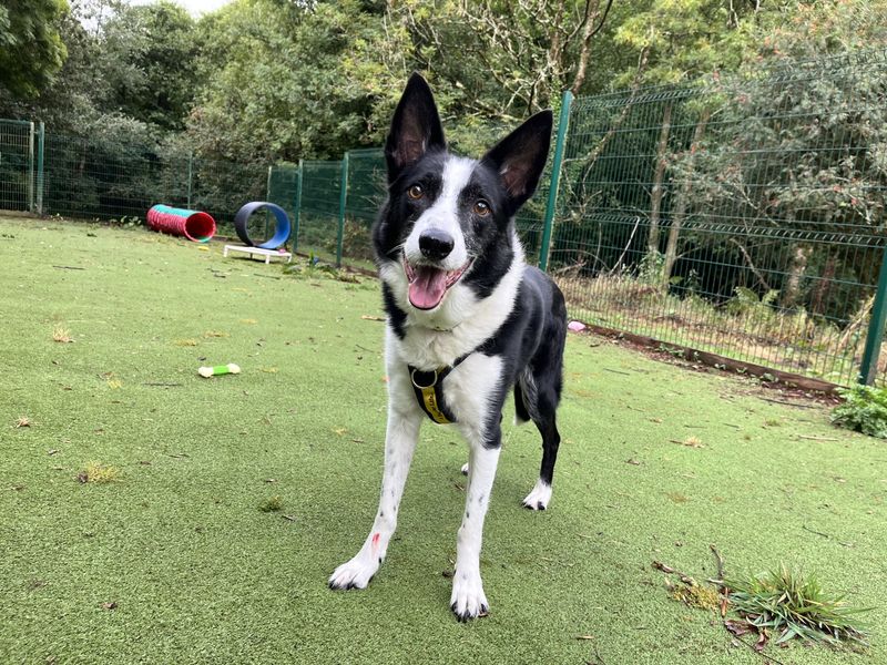 Buzzbee | Collie (Border) | Ilfracombe - 1