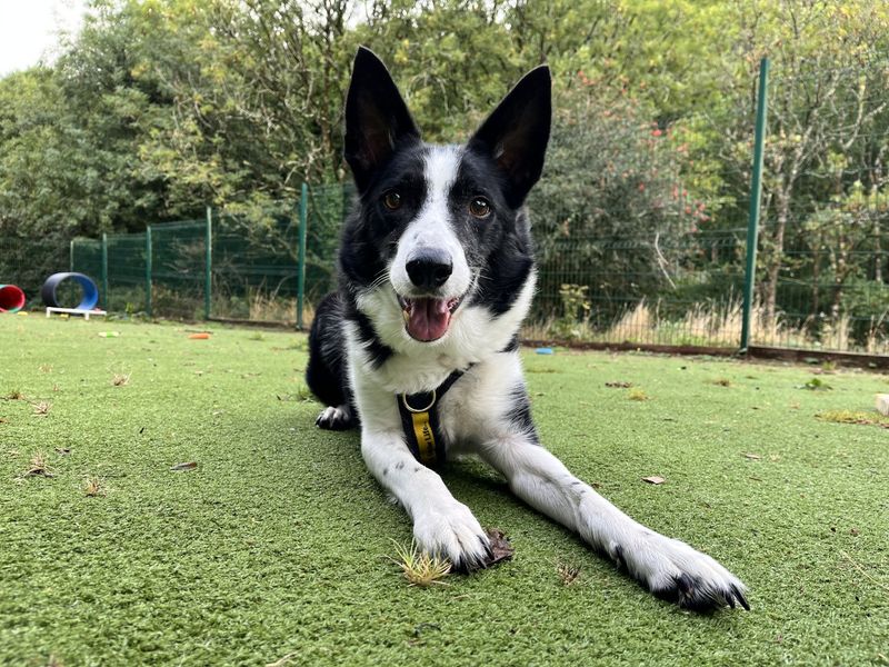 Buzzbee | Collie (Border) | Ilfracombe - 2