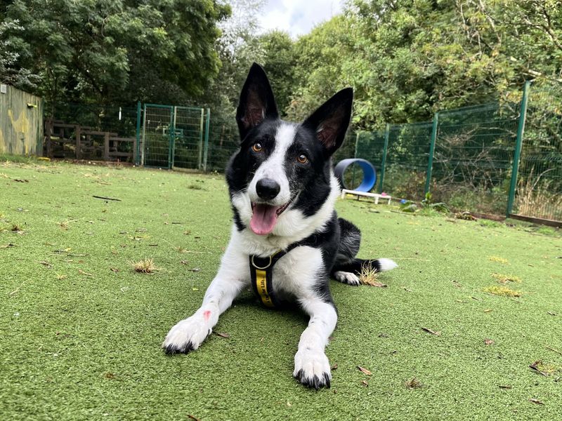 Buzzbee | Collie (Border) | Ilfracombe - 3