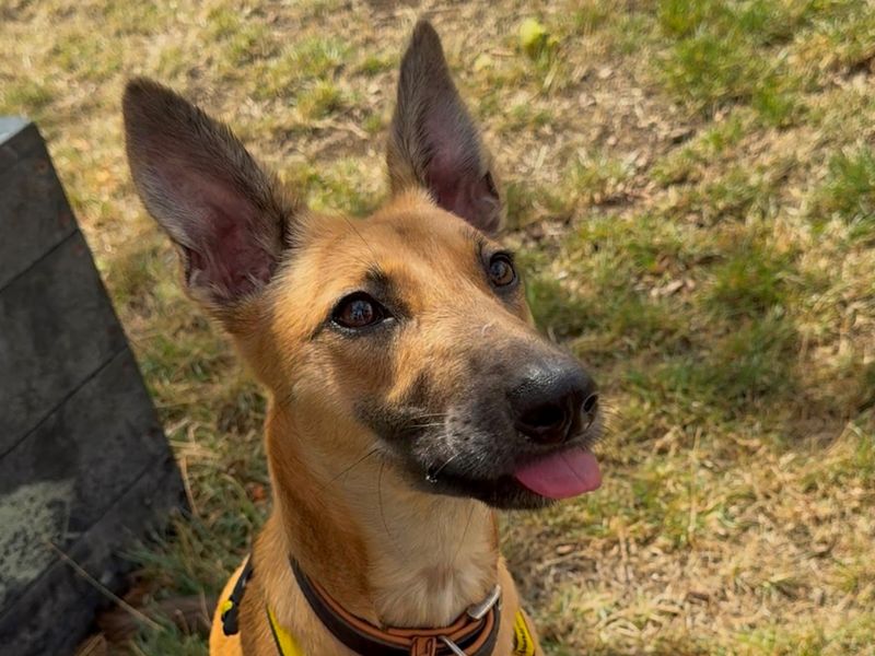 Perdi | Lurcher Cross | Shrewsbury (Shropshire) - 2