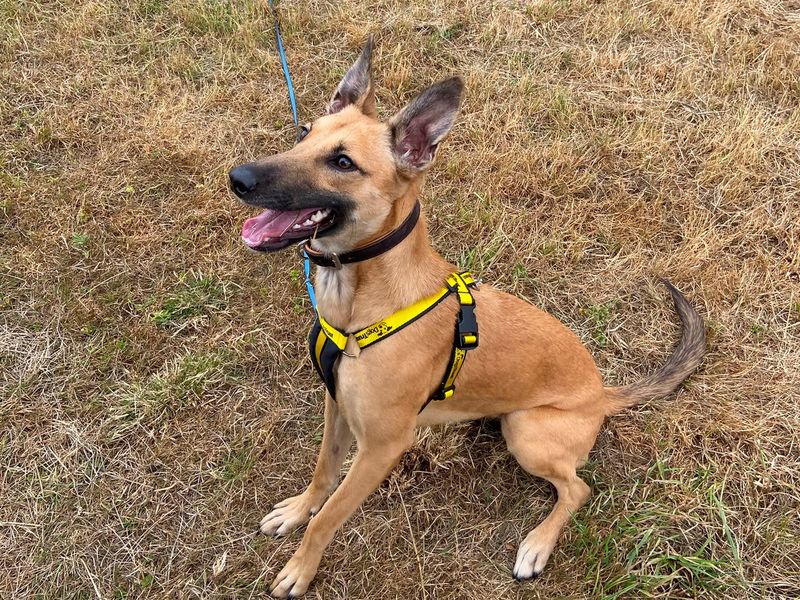 Perdi | Lurcher Cross | Shrewsbury (Shropshire) - 1