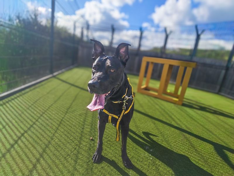 Arabella | Dutch Shepherd | Basildon (Essex) - 2