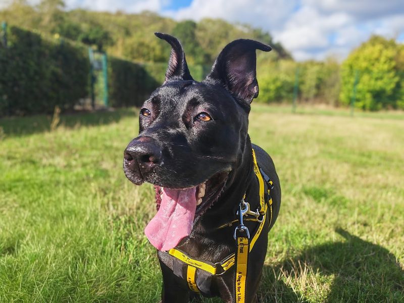 Arabella | Dutch Shepherd | Basildon (Essex) - 3