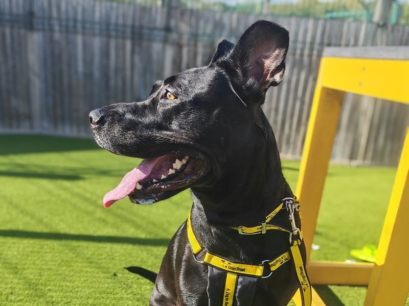 Arabella | Dutch Shepherd | Basildon (Essex) - 5