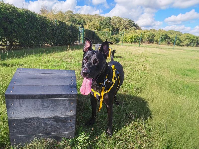 Arabella | Dutch Shepherd | Basildon (Essex) - 6