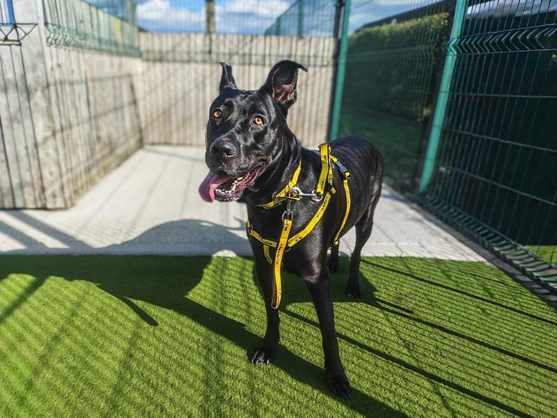 Arabella | Dutch Shepherd | Basildon (Essex) - 4