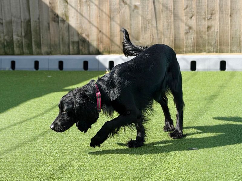 Cocker Spaniel Dogs And Puppies For Adoption