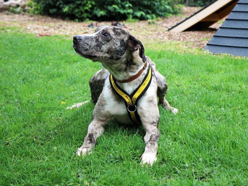 Chief | Lurcher | Merseyside (Liverpool) - 5