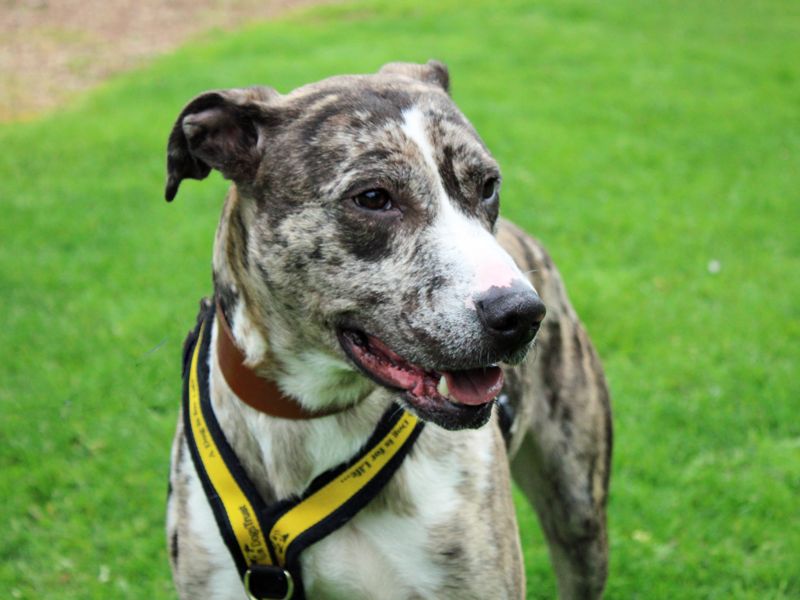 Chief | Lurcher | Merseyside (Liverpool) - 2