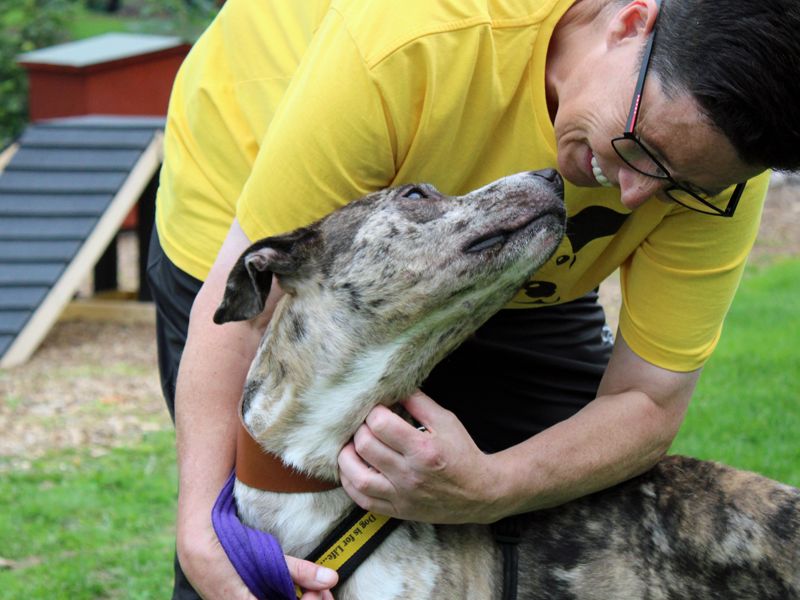 Chief | Lurcher | Merseyside (Liverpool) - 1