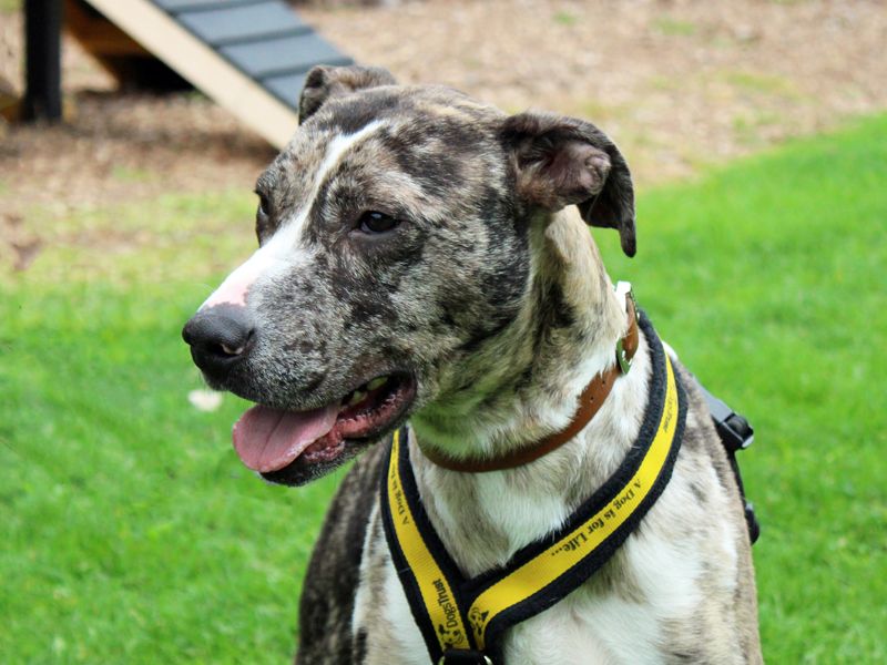 Chief | Lurcher | Merseyside (Liverpool) - 3