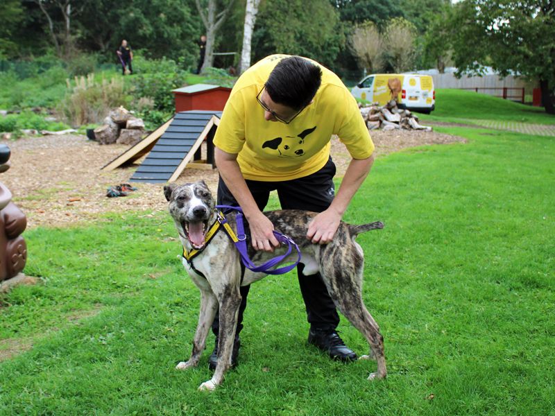 Chief | Lurcher | Merseyside (Liverpool) - 4