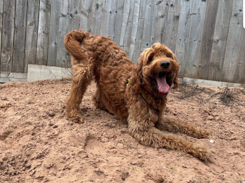 Poodle Dogs And Puppies For Adoption