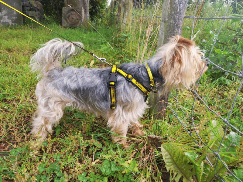 Buddy | Terrier (Yorkshire) | Dundee - 5