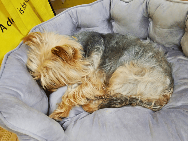 Buddy | Terrier (Yorkshire) | Dundee - 3