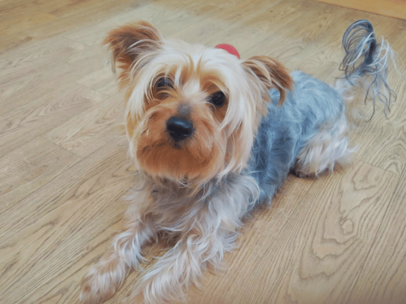 Buddy | Terrier (Yorkshire) | Dundee - 2