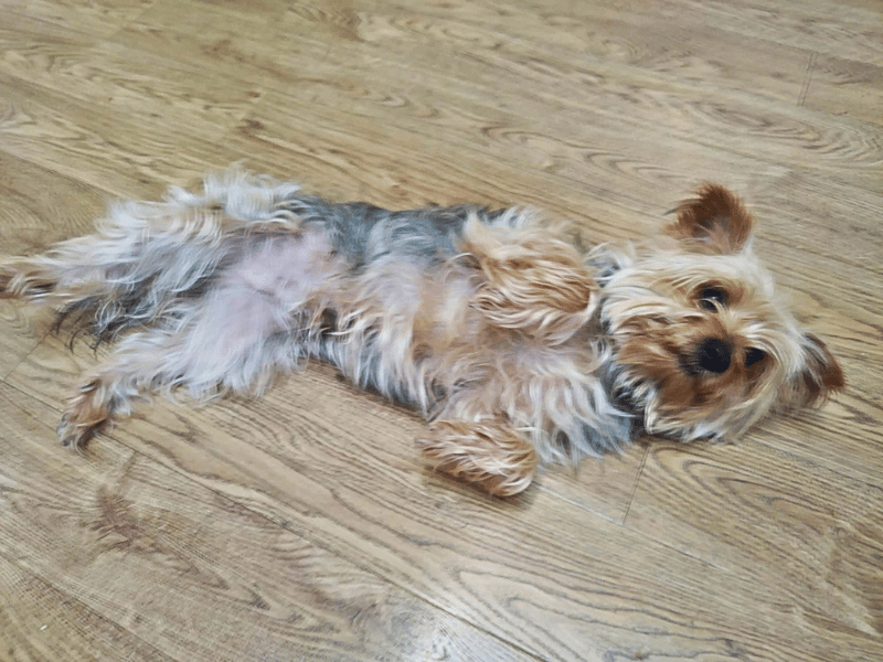 Buddy | Terrier (Yorkshire) | Dundee - 4